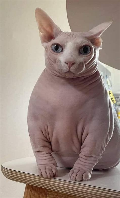 buff naked cat|jacked hairless cat.